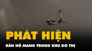 Đi tập thể dục, người dân phát hiện rắn hổ mang bò trong khu đô thị ở Hà Nội