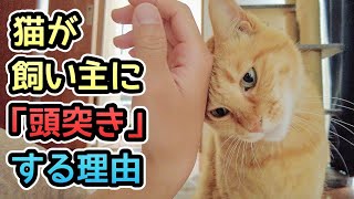 猫が飼い主に頭突きをしてくる5つの理由