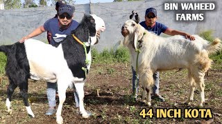 44 Inch Ka Kota goat \u0026 Malwa Khassi At Bin Waheed Farms