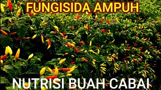 FUNGISIDA AMPUH DAN NUTRISI PELEBAT BUAH LEBAT CABE