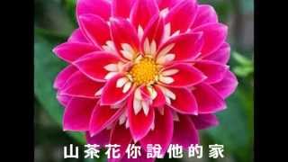 鄧麗君 - 山茶花 - Teresa Teng - Camellia Flower