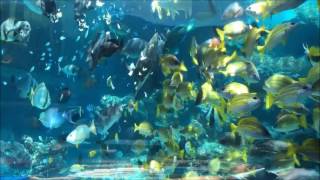 美ら島水族館　熱帯の海　餌やりシーン