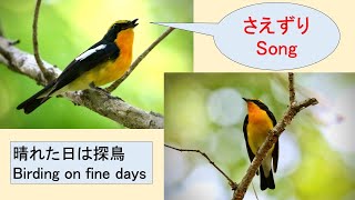 「キビタキ」　林の中 美しい声でさえずる　“Narcissus Flycatcher” sings a sweet song in the woods