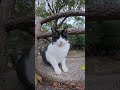 ハチワレ猫にマイクをパクられそうになった 猫 cat ネコ