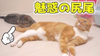 姉猫の尻尾遊びが大好きな猫。この日はいつもと少し違う【猫 おもしろ】