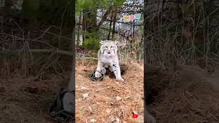 القط البرى او الوشق وقع فى الفخ Wild cat or lynx