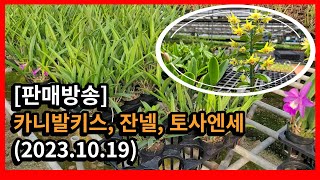 (주문마감)[판매방송] 카니발키스, 잔넬, 토사엔세 (2023.10.19)