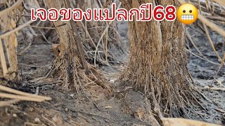 เจอของแปลกต้อนรับปี68