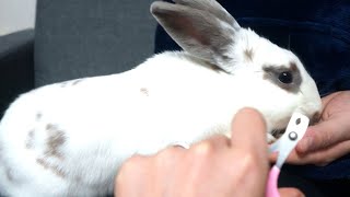 Toenail clipping, which neither dogs nor cats like. How to cut a rabbit's toenail.