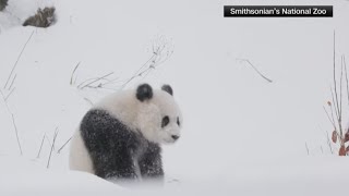 Pandas make their first public appearance at the National Zoo