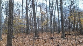 Tree Bark Identification - Maple, Beech, Oak