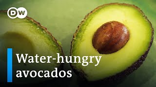 Portugal's avocados: Green gold or ecological nightmare? | DW Documentary