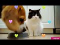 米格魯和短腿貓 A Beagle and a Munchkin cat 4