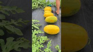 收穫黃皮西瓜#水果#農村#蔬菜#農業  Harvest yellow watermelon#agriculture##gardening #farming #vegetables