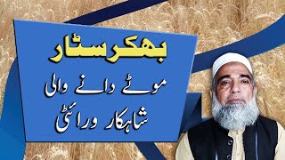 Bhaker Star wheat variety | Best wheat variety for South Punjab | Crop Reformer