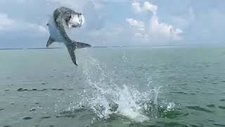 Costa Rica Sport Fishing - Tarpon Jumping on the Caribbean