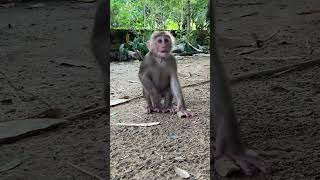 Handsome man _ #monkey #love #cuteanimal #animals #ytubeshorts #shorts