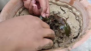 Waterlily growing from bulb with updates in pot