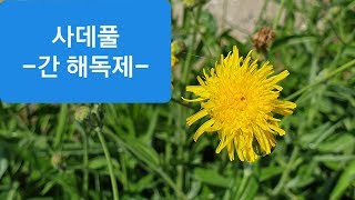 한국의 들나물 59-1.사데풀(의 꽃)