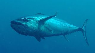 Facts: The Dogtooth Tuna