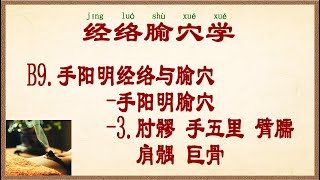 经络腧穴学  B9.手阳明经络与腧穴-手阳明腧穴-3.肘髎 手五里 臂臑 肩髃 巨骨