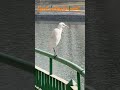 egret aka सफ़ेद बगुला bagula naturephotography egret chidiya fauna bird shorts youtubeshorts