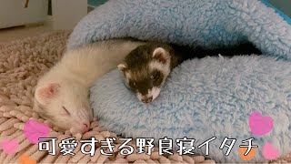 【フェレット姉弟】寒くなってきたからポカポカ寝具が恋しいよね♡【ferret#369】