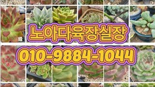 1부 미리메리크리스마스🎄 노아다육 12/23 월요라이브방송 함께해주세요 ❤️