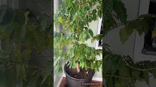 Coffee Plant At Home #coffeeculture #coffeelovers #short #ytshorts #shortvideo #shortsvideo