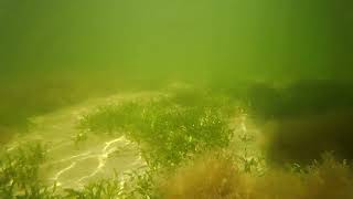 Banana River Macroalgae