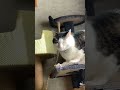 可愛い猫がただ片目をうっすら開けて日向ぼっこする動画