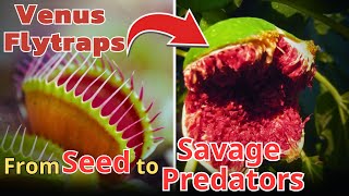 💡The Savage Beauty of Venus Flytraps: From Seed to Carnivorous Plant