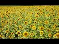 Drone footage of sunflower fields in Michigan