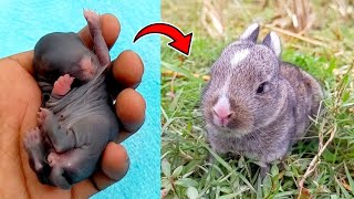 The First 11 days of a baby rabbit's life