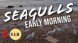 (Seagulls/Mewy) Morning feeding/Poranne karmienie