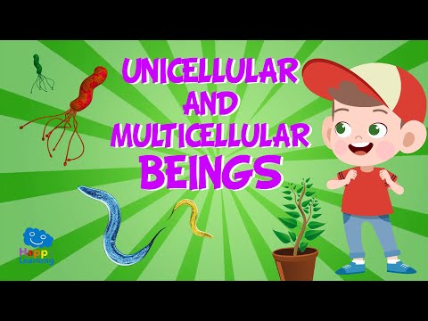 Which animal is unicellular?