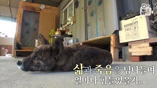 (ENG SUB) 죽은 지 4일 만에 돌아온 강아지 (실화주의)