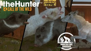 Solving the Mystery of Rancho Del Arroyo! theHunter: Call of the Wild