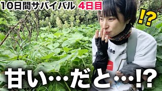 【10日間サバイバル#10】サバイバル生活で主に食べていた野草はこちら…雨が続きそうだから食料蓄えるよ！