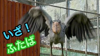 屋根から飛び立つふたばちゃん【掛川花鳥園】Shoebill Futaba-chan Kakegawa Garden