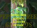 peepal tree gives us 24 hours oxygen nirr