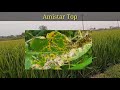 amistar top syngenta fungicide telugu agri mentor