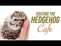 Japan's Newest Animal Cafe! The Hedgehog Cafe