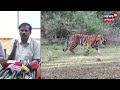 tiger survive ஒரே மாதத்தில் 10 புலிகள் இறந்த சோகம் சுற்றுசூழல் ஆர்வலர் அதிரடி முடிவு ooty