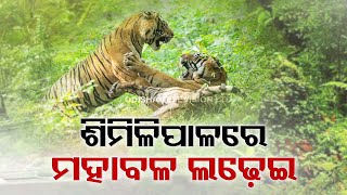 Fight between two tigers over territory caught on camera at Similipal