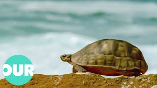 This Video On Turtles Will Change Your Perception Of Them Forever | The Reptiles | Our World