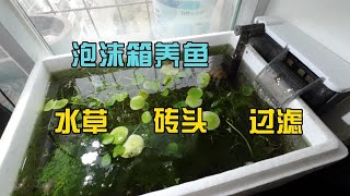 简易泡沫箱养鱼，铜钱草竹节草加砖头一年不换水质依然清澈