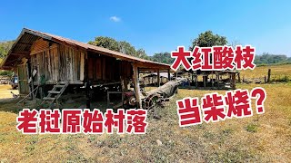 探秘老挝原始村落，发现老挝古法烧炭，村民拿大红酸枝当柴烧？