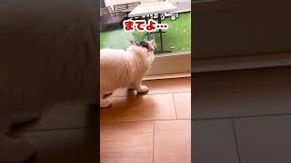 毛玉ボールを高級メロンと勘違いする猫【おしゃべりする猫】 #Shorts 【猫アテレコ】