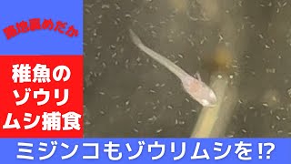 【メダカ飼育】稚魚のゾウリムシ捕食の 瞬間　そしてミジンコもゾウリムシを⁉︎